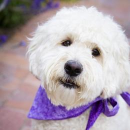 Rosie - Goldendoodle