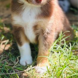 Ruby - Red tri female Toy Australian Shepherd puppy in Garvin, Oklahoma from Hochatown Awesome Aussies