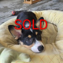 Cora - White and black female Pembroke Welsh Corgi puppy in Muskegon, Michigan from Zion's Michigan Acres