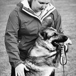German Shepherds from vom Silbersand German Shepherds