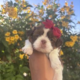 Rosie - Liver and white female Shih Tzu puppy in Avondale, Arizona from Riley Family Shih Tzus