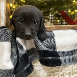 Green - Black male Labrador Retriever puppy in Kinta, Oklahoma from Beaver Creek Kennels