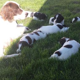 English Springer Spaniel Puppies from Ridgeline Springer Spaniels