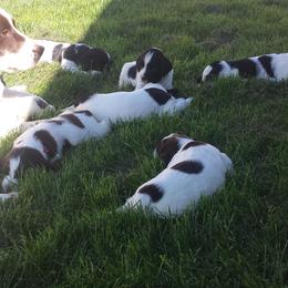 English Springer Spaniel Puppies from Ridgeline Springer Spaniels
