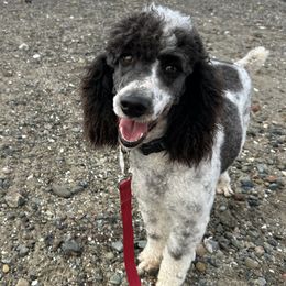 Rave - Poodle