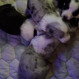 Frosty - Blue merle and white male Cardigan Welsh Corgi puppy in Dade City, Florida from Red White & Bluie Corgi