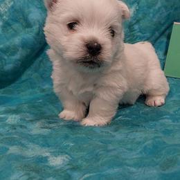 Green boy - White male West Highland White Terrier puppy in Macy, Indiana from Country Grove Breeding LLC