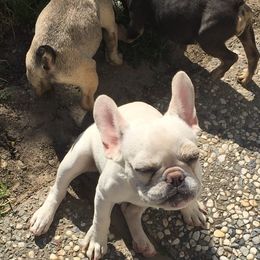 French Bulldogs from Frenchie Frenzy
