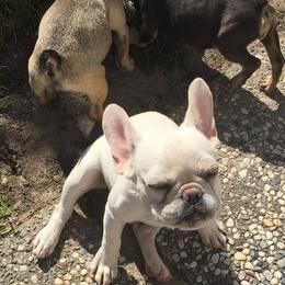 French Bulldogs from Frenchie Frenzy