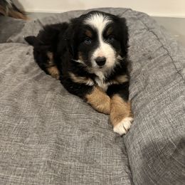 Ollie - Miniature Australian Shepherd puppy from Snick and Lick Adventure Dogs