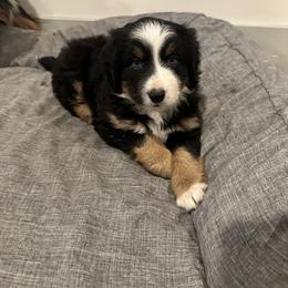 Ollie - Miniature Australian Shepherd puppy from Snick and Lick Adventure Dogs