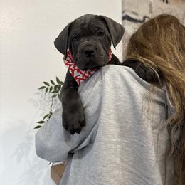 Dasher - Gray male Cane Corso puppy in Utah from 3Lake Kennelz