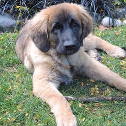 Leonberger Puppies from Quinnehtukqut Leonbergers