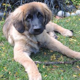 Leonberger Puppies from Quinnehtukqut Leonbergers