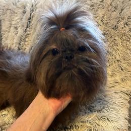 Girl 1 - Brindle female Shih Tzu puppy in Dallas, Texas from A Sassy Soul Shih-Tzu