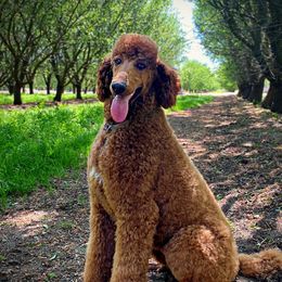 Maggie - Poodle