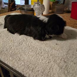 Boy 2 - Black and white male Shih Tzu puppy in Hampstead, Maryland from Shawny's Shih Tzus