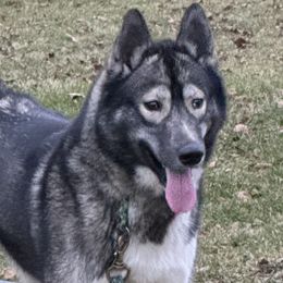 Cinder - Siberian Husky