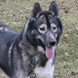 Cinder - Siberian Husky