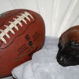 Belgian Malinois Puppies from Pyrex Kennels