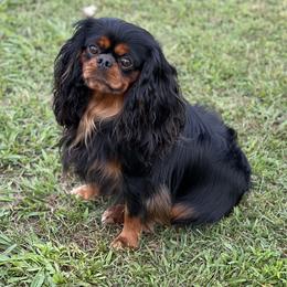 Buckley - Cavalier King Charles Spaniel