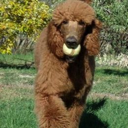 Poodles from Snowy Mt Poodles