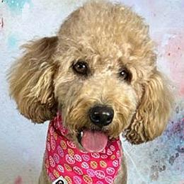 Tunie - Cavapoo