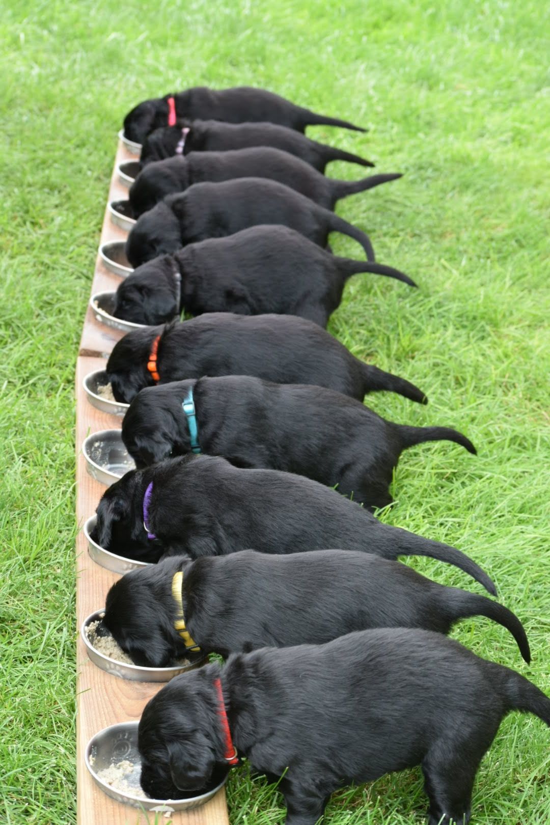 Northern lights discount flat coated retrievers