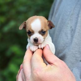 Lolita - Fawn and white female Chihuahua puppy in East Camden, Arkansas from RoyAl