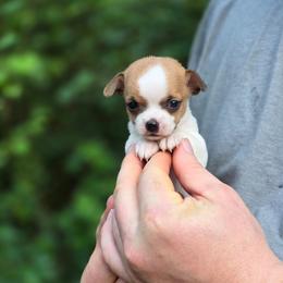 Lolita - Fawn and white female Chihuahua puppy in East Camden, Arkansas from RoyAl