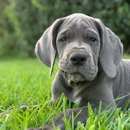 Bella - Great Dane