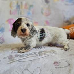 Finn blue pie LH boy - Piebald male Dachshund puppy in Herald, California from Bluegum Dachshunds