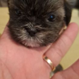 Shih Tzu Puppies from N.F.S.T Imperial ShihTzu Puppies.