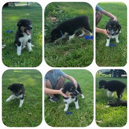 Toy Australian Shepherd Puppies from High Point Toy Aussies