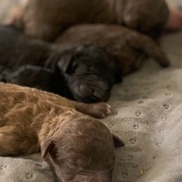 Goldendoodles and Great Danes from DoodleDandy & Danes