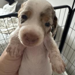 Girl  Ms Diamond - Dapple female Dachshund puppy in Casselberry, Florida from Amore Mini Dachshund Breeders & More