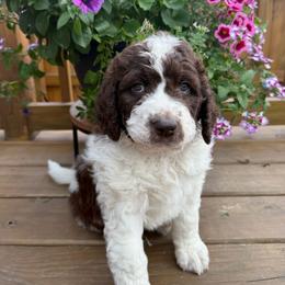 Charm - Brown and white female Saint Berdoodle puppy in Chicago, Illinois from Gentle Giant Saint Berdoodles