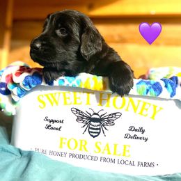 Skillet - Black female Flat-Coated Retriever puppy in Park Rapids, Minnesota from Catori