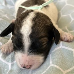 Hank - Goldendoodle puppy from Life of the Parti Doodles