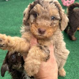 Puppy pick 5 girl - Merle female Goldendoodle puppy in Natural Bridge, Virginia from Padgetts Hill Puppies