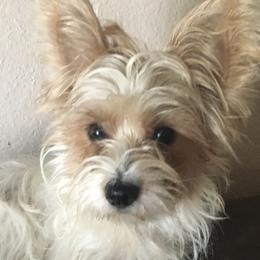 Kenzi - Yorkshire Terrier