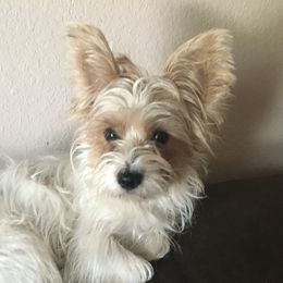 Kenzi - Yorkshire Terrier