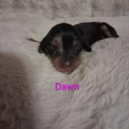Dawn - Dapple female Dachshund puppy in Statesville, North Carolina from Dannie's Doxies