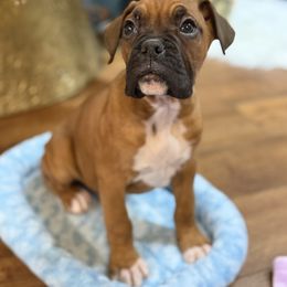 Male 1 - Fawn male Boxer puppy in Prestonsburg, Kentucky from Bre’s Boxers