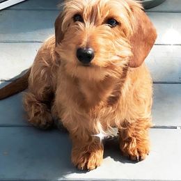 Dachshund All Grown Up from Koser’s Miniature Dachshunds