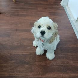 Cleo - Buff and white female Cocker Spaniel puppy in New York, New York from Donna Vaughn