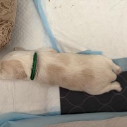 Miniature Schnauzer Puppies from 92882 Schnauzerville