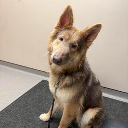 Annabelle - German Shepherd