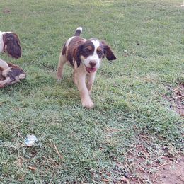 English Springer Spaniel Puppies from Desert Shadow Springers
