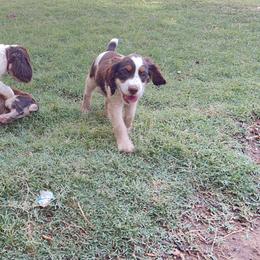 English Springer Spaniel Puppies from Desert Shadow Springers